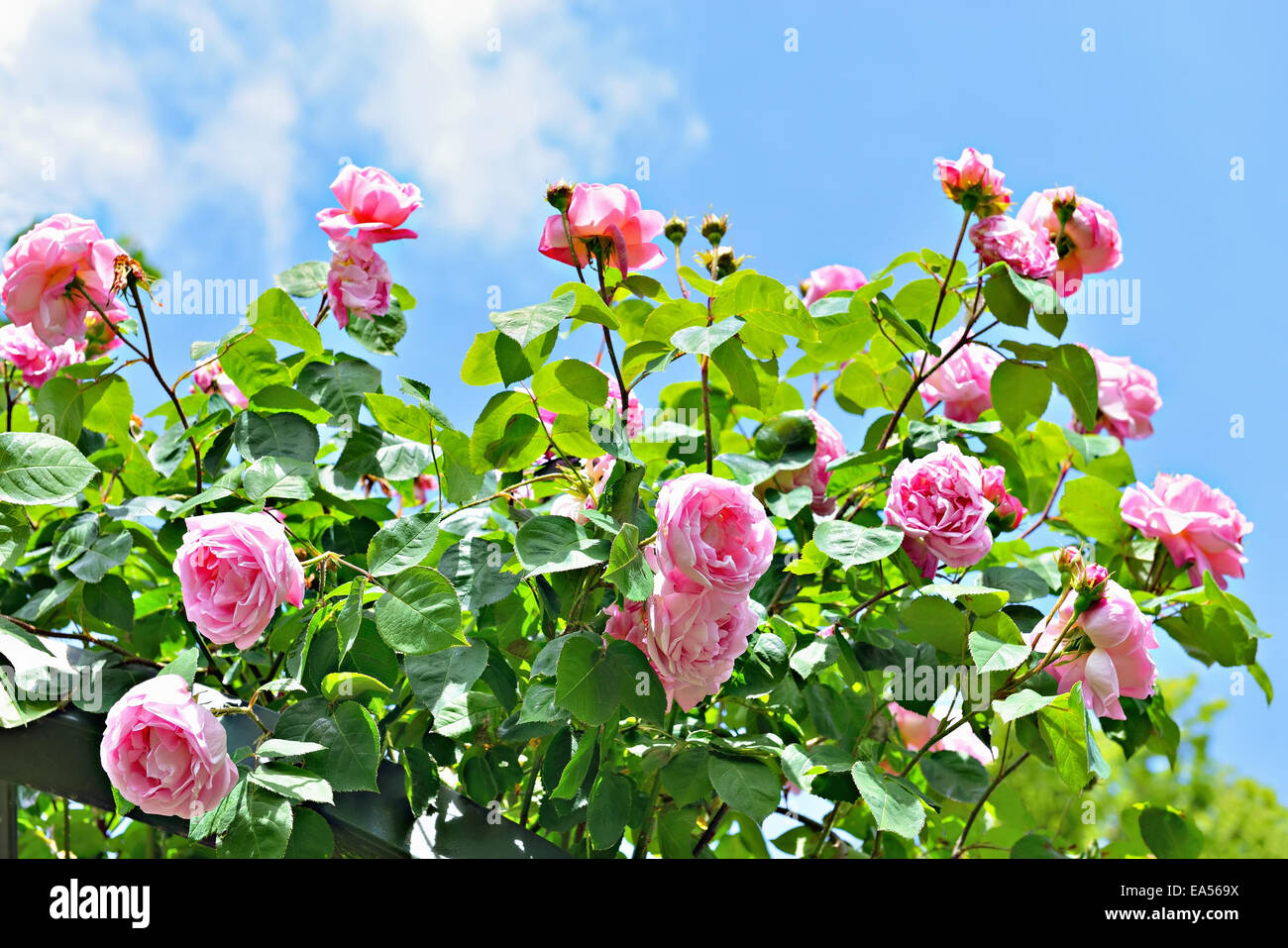 pink roses under sun Stock Photo Alamy