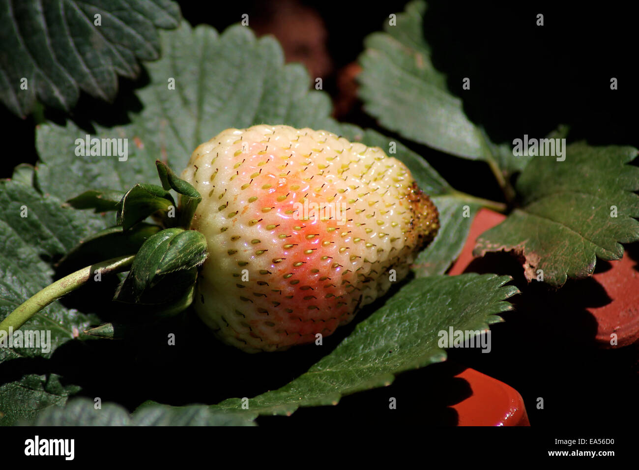 An organic unripe strawberry fruit Stock Photo Alamy