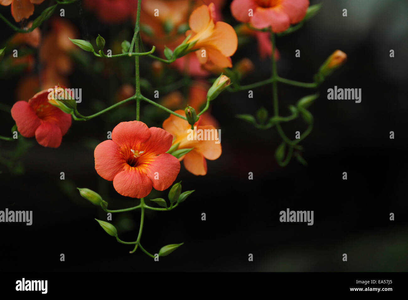 Chinese trumpet creeper stock photo. Image of green, motherly - 75980506