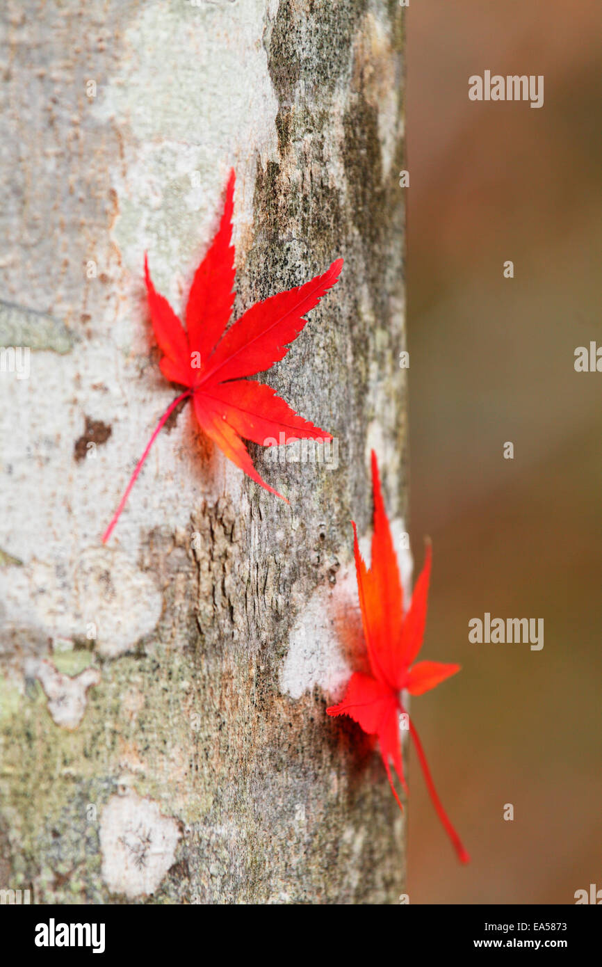 Multiple colors leaves hi-res stock photography and images - Alamy