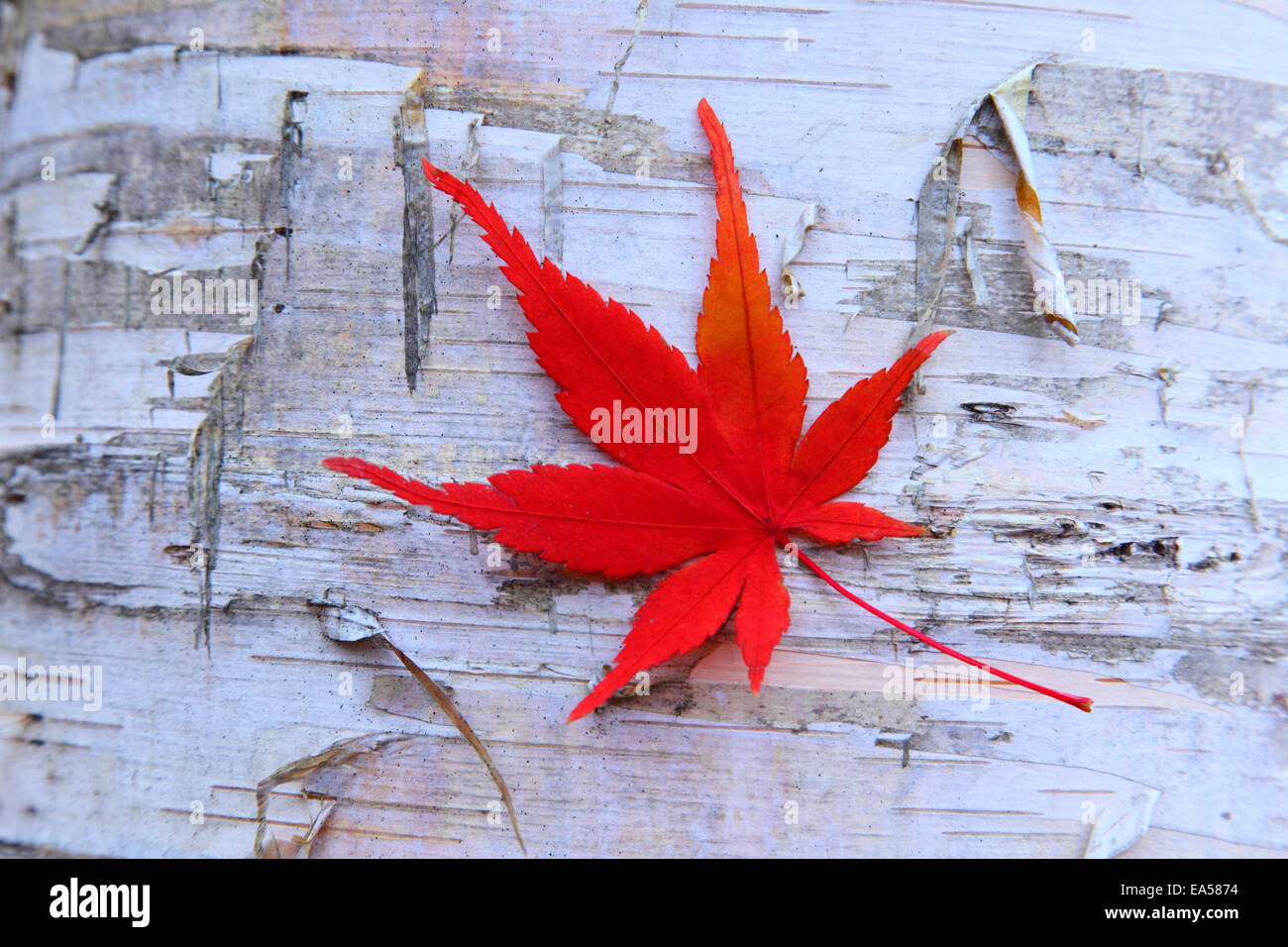 Autumn leaf hunting hi-res stock photography and images - Alamy