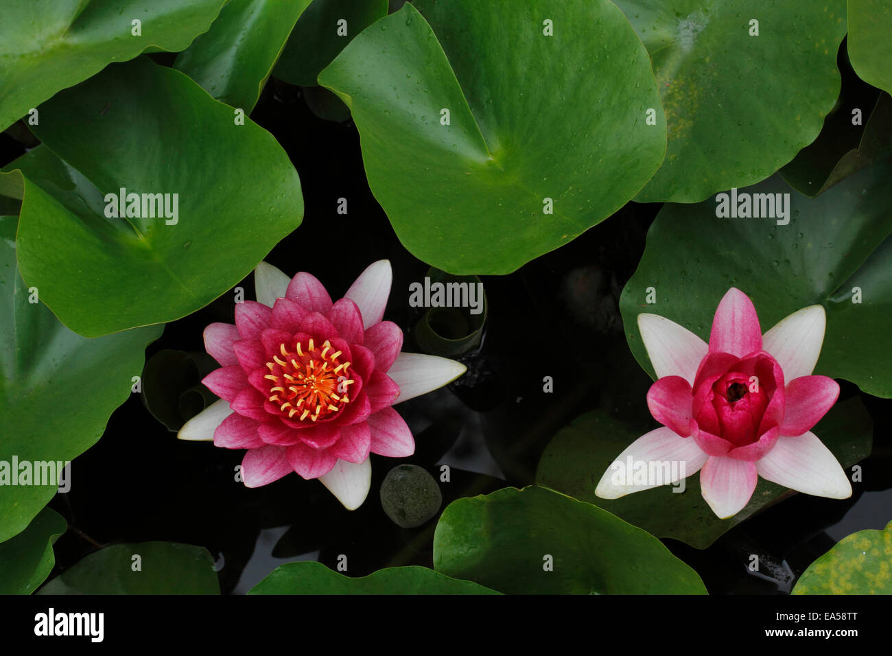 White water lily above hi-res stock photography and images - Alamy