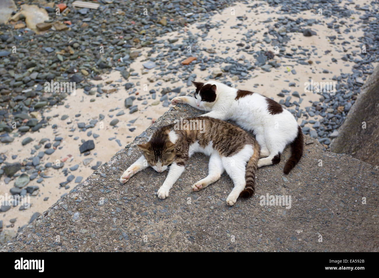 Stray Cats Stock Photo