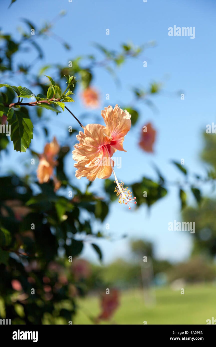 Multiple hibiscus hi-res stock photography and images - Alamy