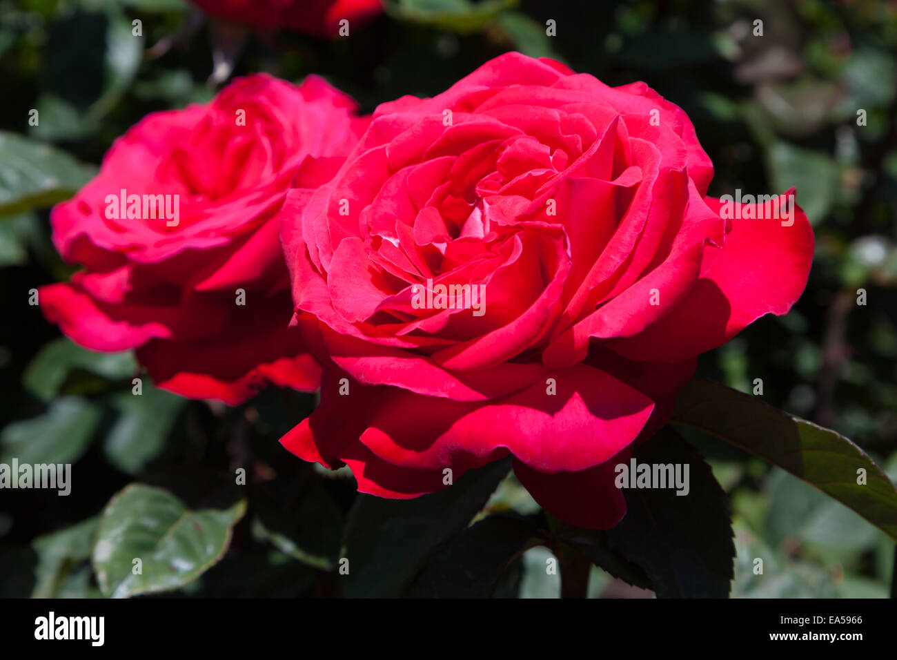 Alex Roses Flowers Alex rose hi-res stock photography and images - Alamy
