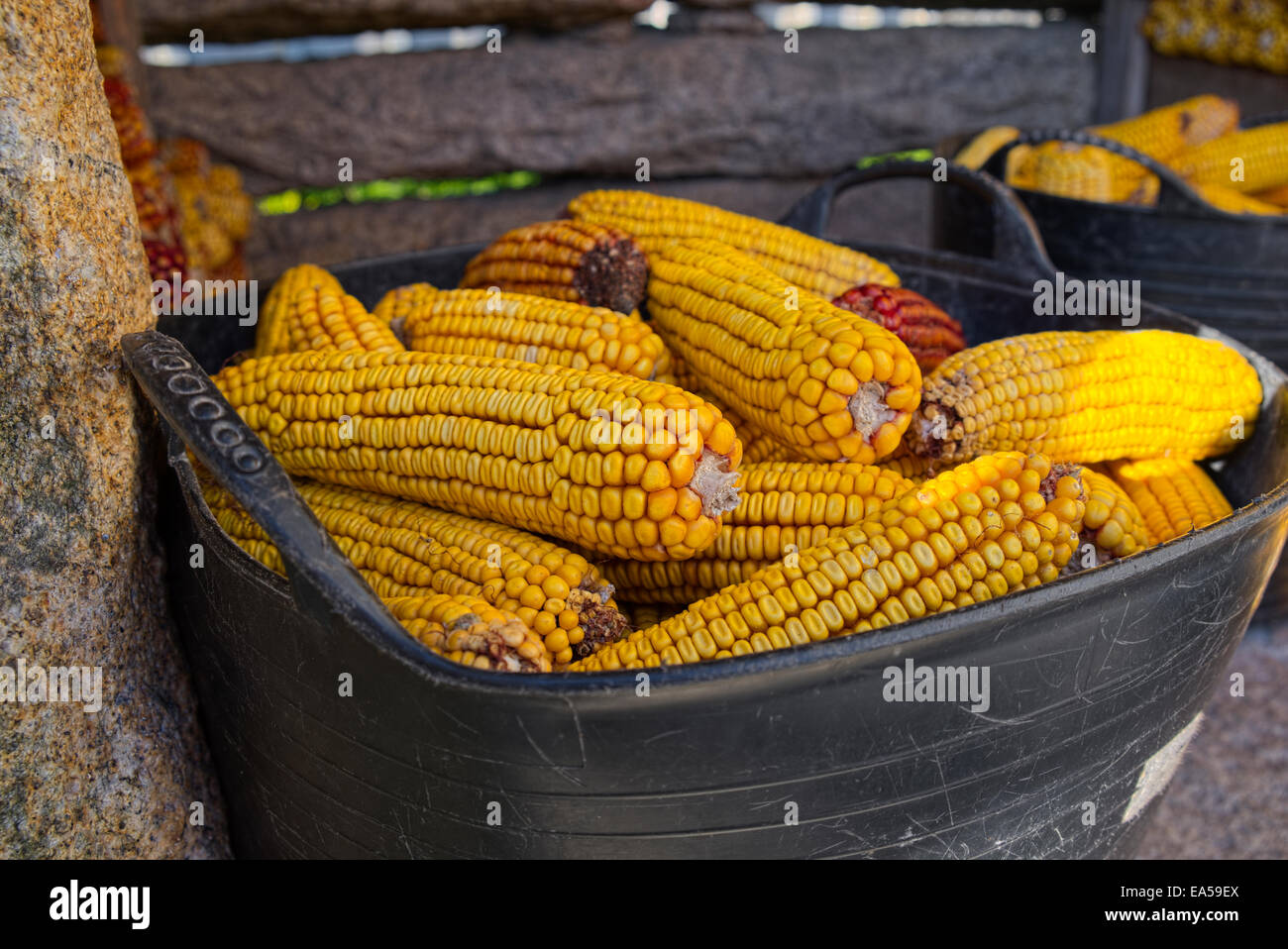 Spain, Galicia, Leis de Nemancos, plastic box of corn cobs at Horreo Stock Photo