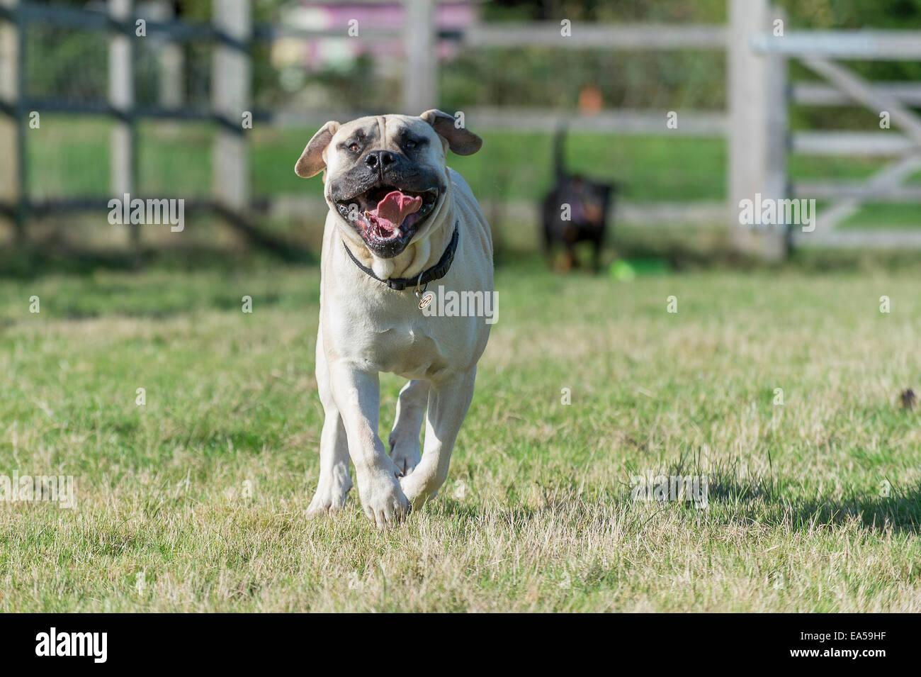 A Boerboel Mastiff (South African Mastiff) Dog, approximately 2 years of age, with a Rottweiler in the background. Stock Photo