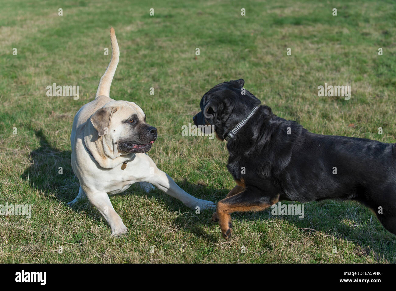 A Boerboel Mastiff (South African Mastiff) Dog approximately 2 years of age playing with a Rottweiler. Stock Photo