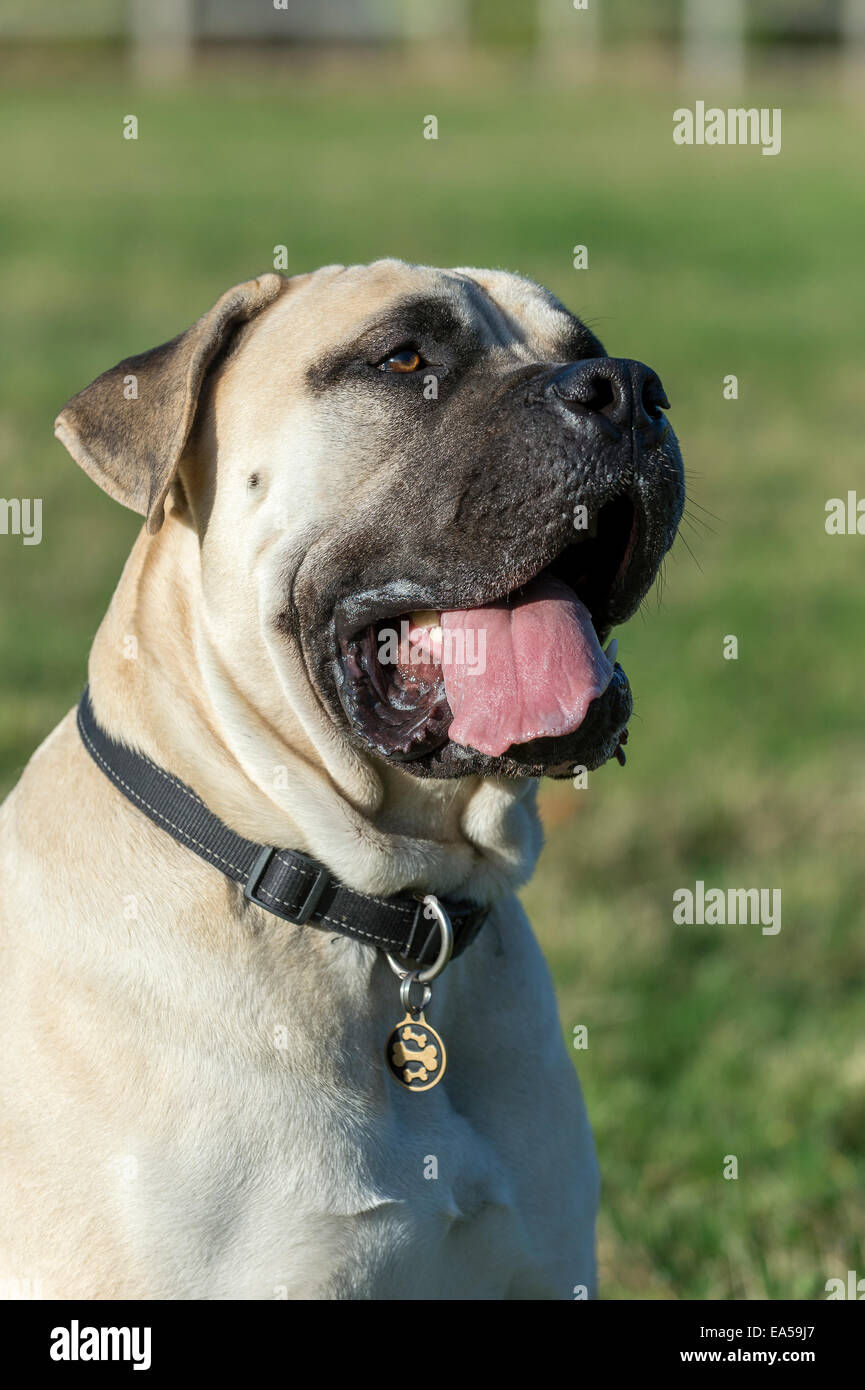 A Boerboel Mastiff (South African Mastiff) Dog approximately 2 years of age. Stock Photo