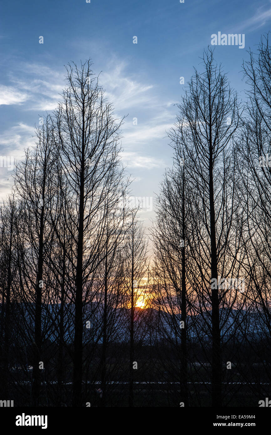 Treeview Sunset Trees at sunset Stock Photo - Alamy