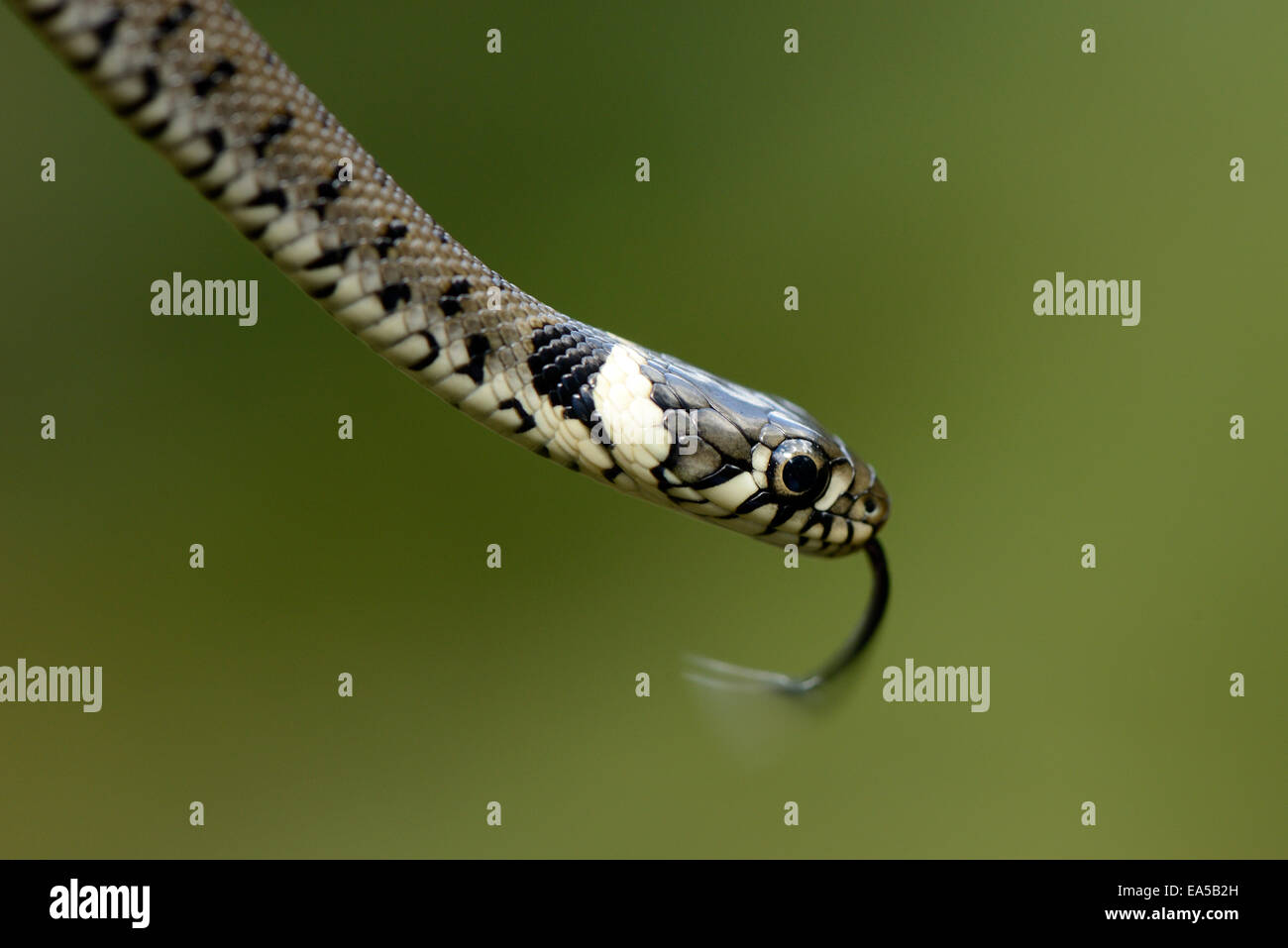 Grass snake, Natrix natrix Stock Photo