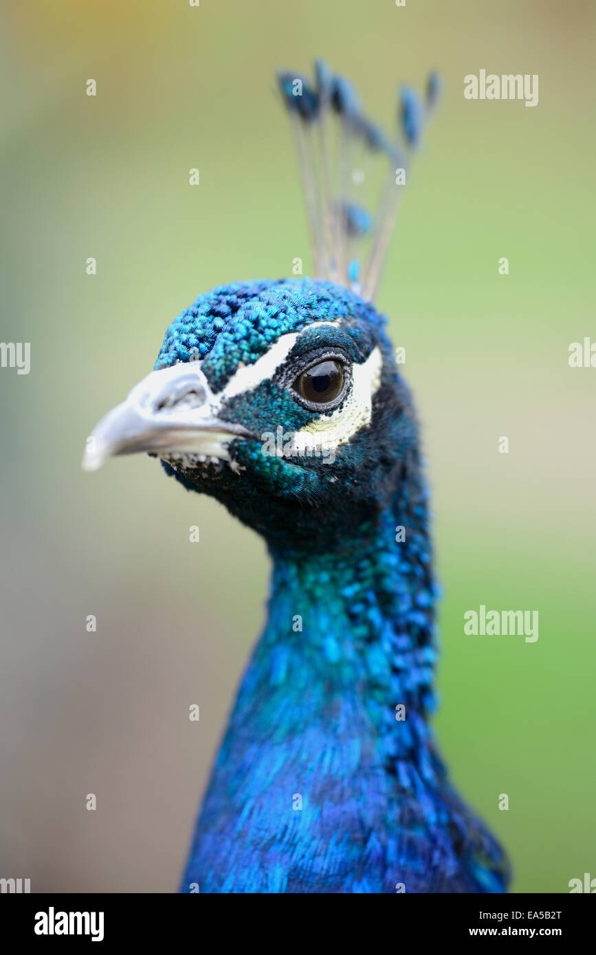 Indian peacock portrait hi-res stock photography and images - Alamy