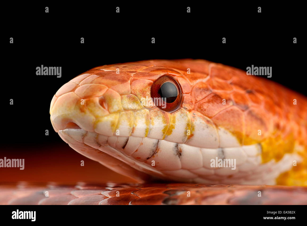 Head of corn snake, Pantherophis guttatus Stock Photo