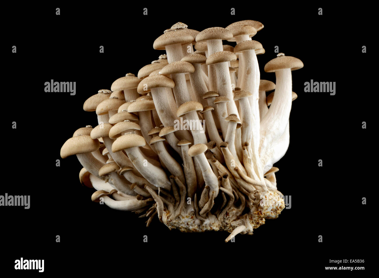 Shimeji mushrooms in front of black background Stock Photo Alamy