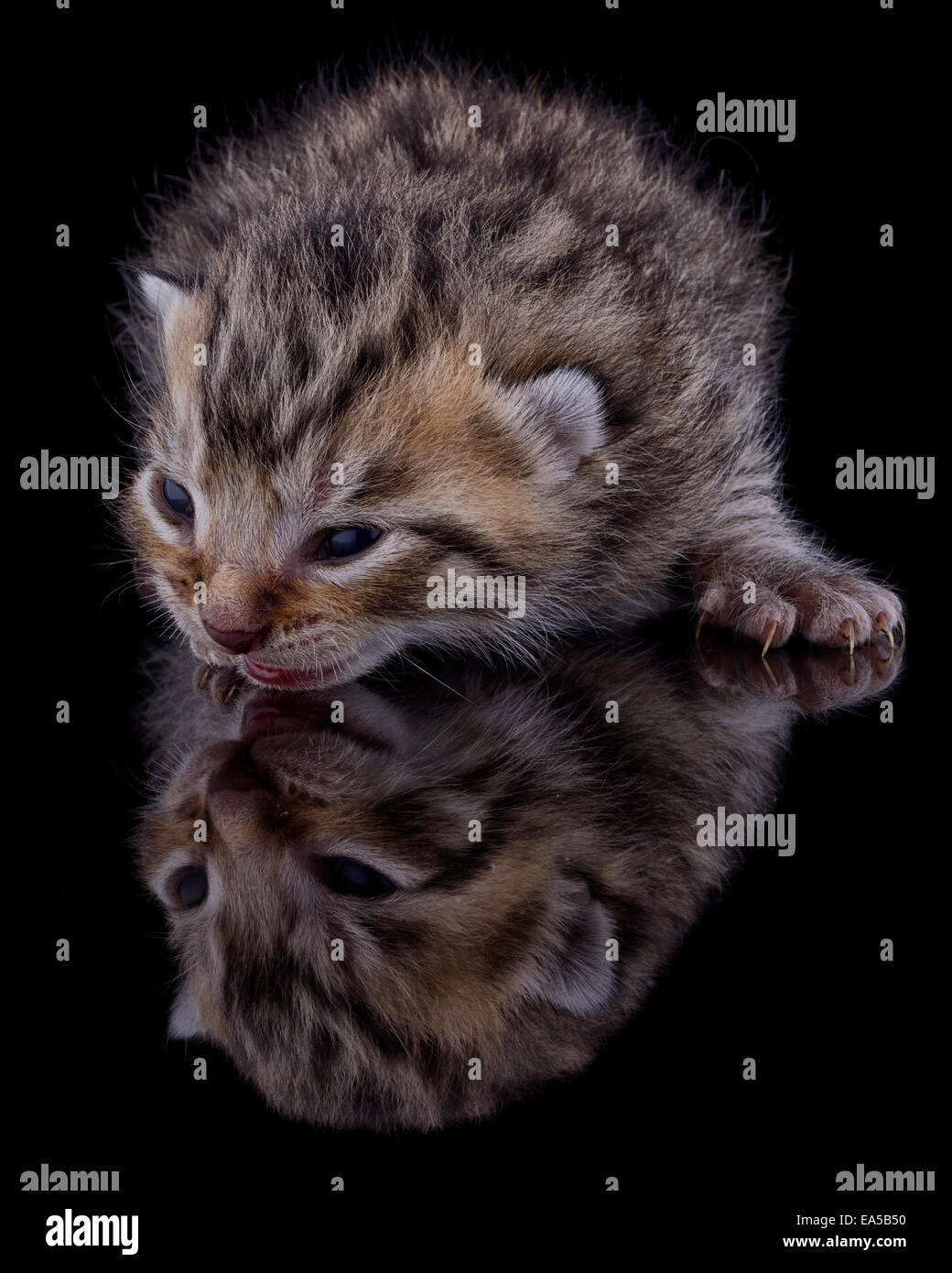 Kitten, Felis Silvestris Catus, with reflectiion on black ground Stock Photo