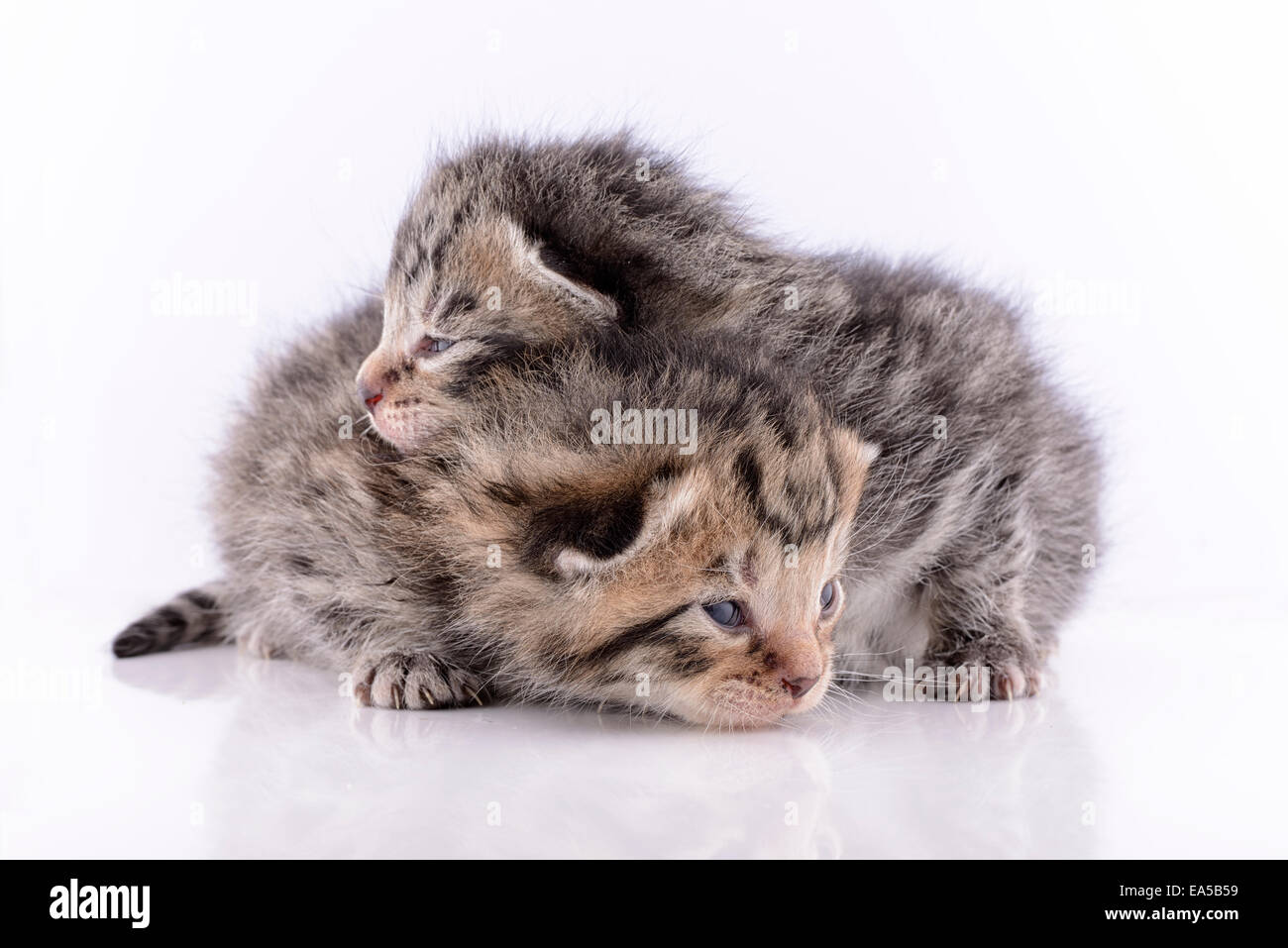 Two tabby kittens felis silvestris hi-res stock photography and images ...
