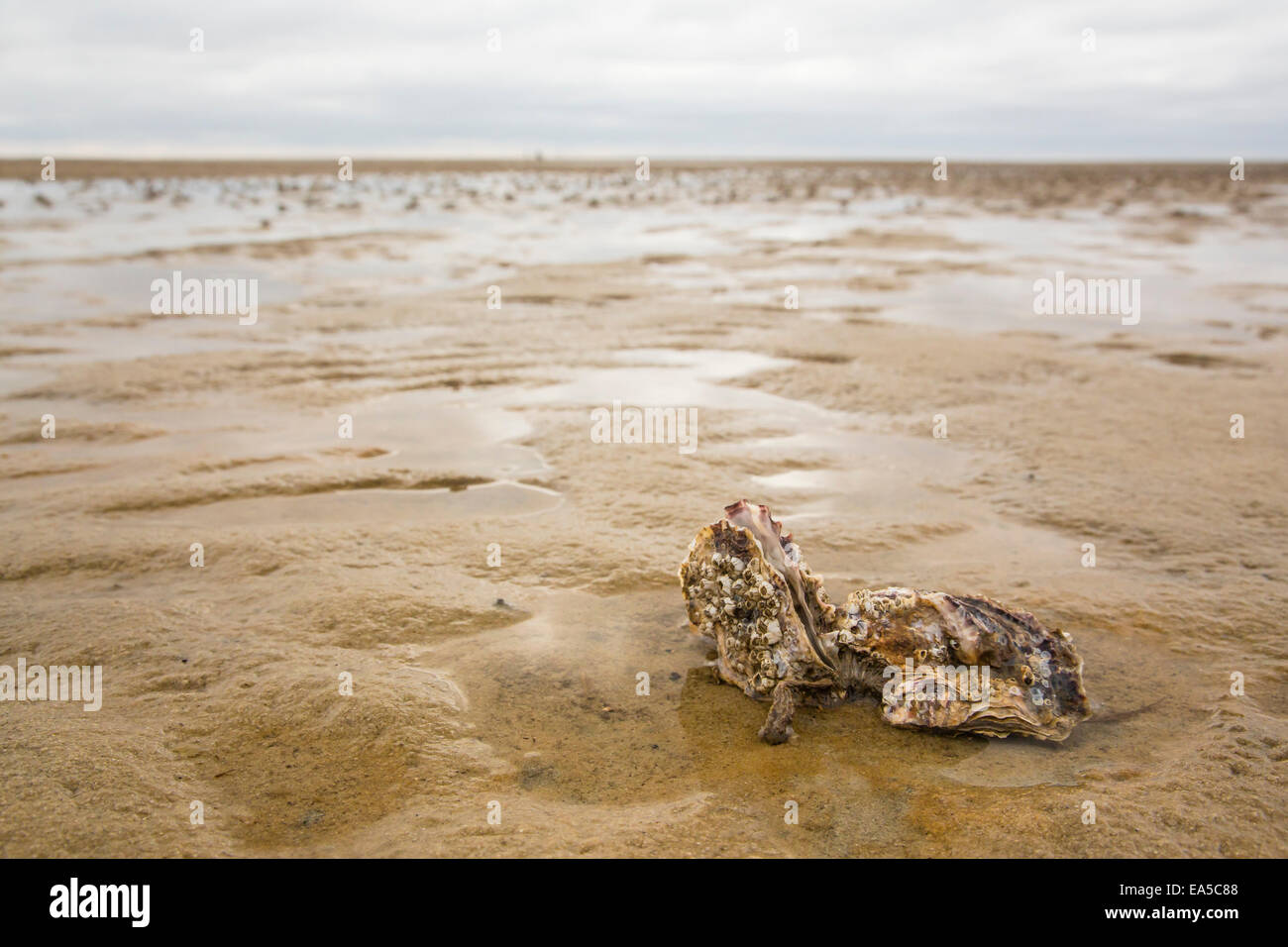 Germany, Schleswig-Holstein, North Frisian Islands, Sylt, pacific oyster, Crassostrea gigas, lying on wet sand at low tide Stock Photo