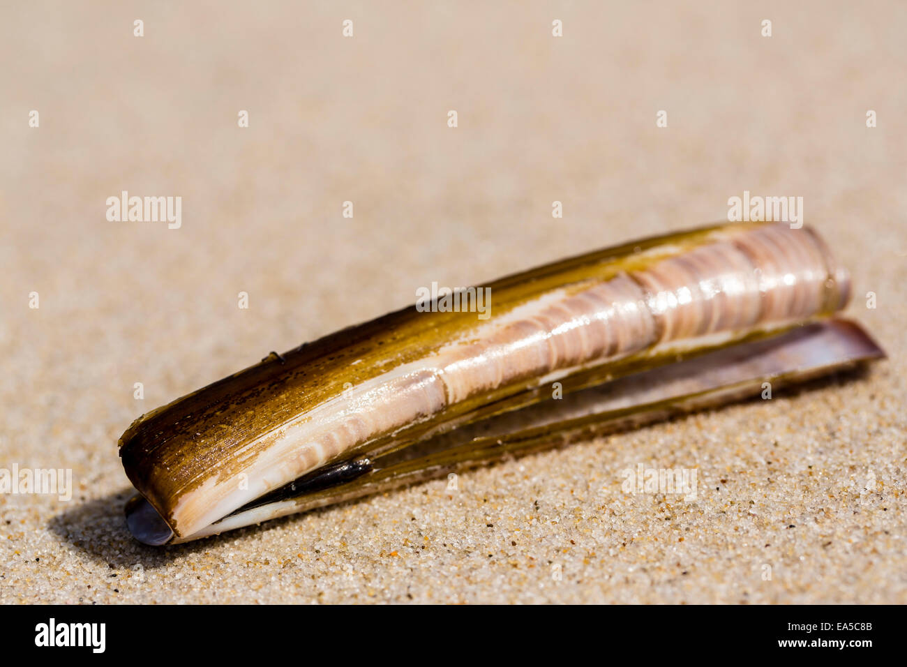 Sword razor, Ensis ensis, lying on sandy beach, close-up Stock Photo ...