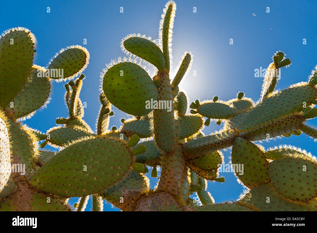 Morocco, Prickly Pear, Opuntia ficus-indica against the sun Stock Photo