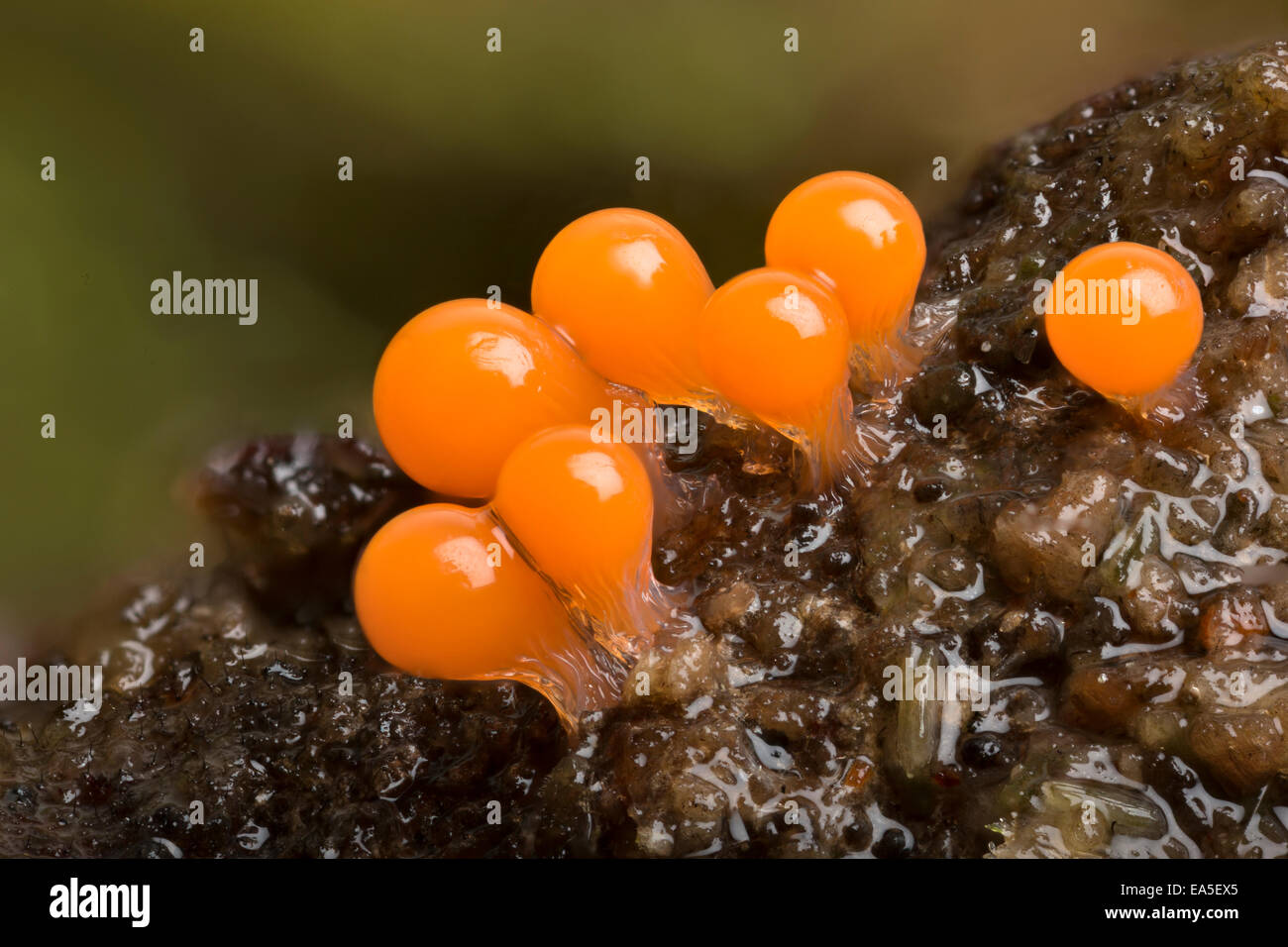 Fruiting bodies of a slime mould, or slime mold, Trichia decipiens, Longshaw, Derbyshire, Peak District Stock Photo
