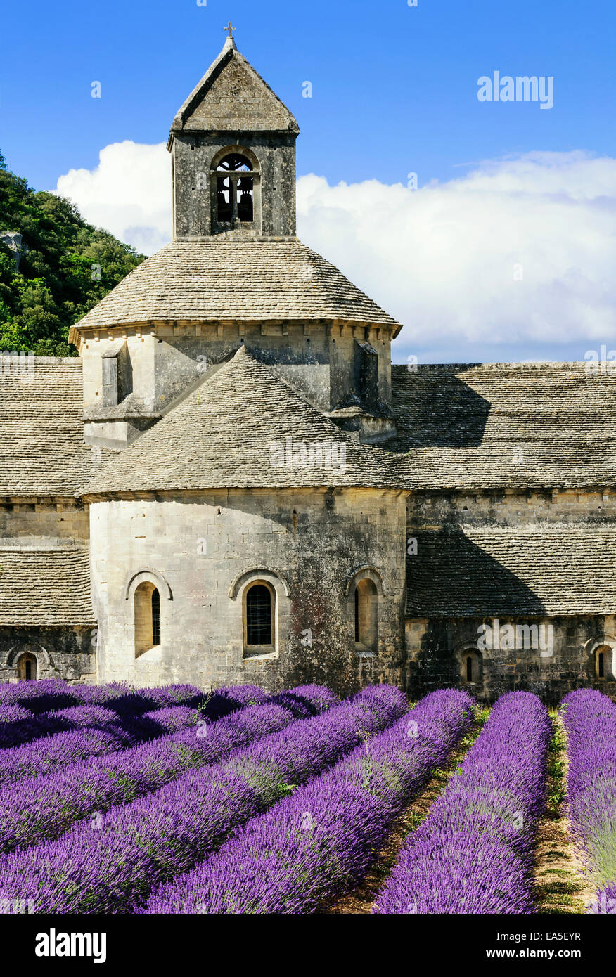 Abbey of Senanque and blooming rows lavender flowers. Gordes, Luberon, Vaucluse, Provence, France. Stock Photo