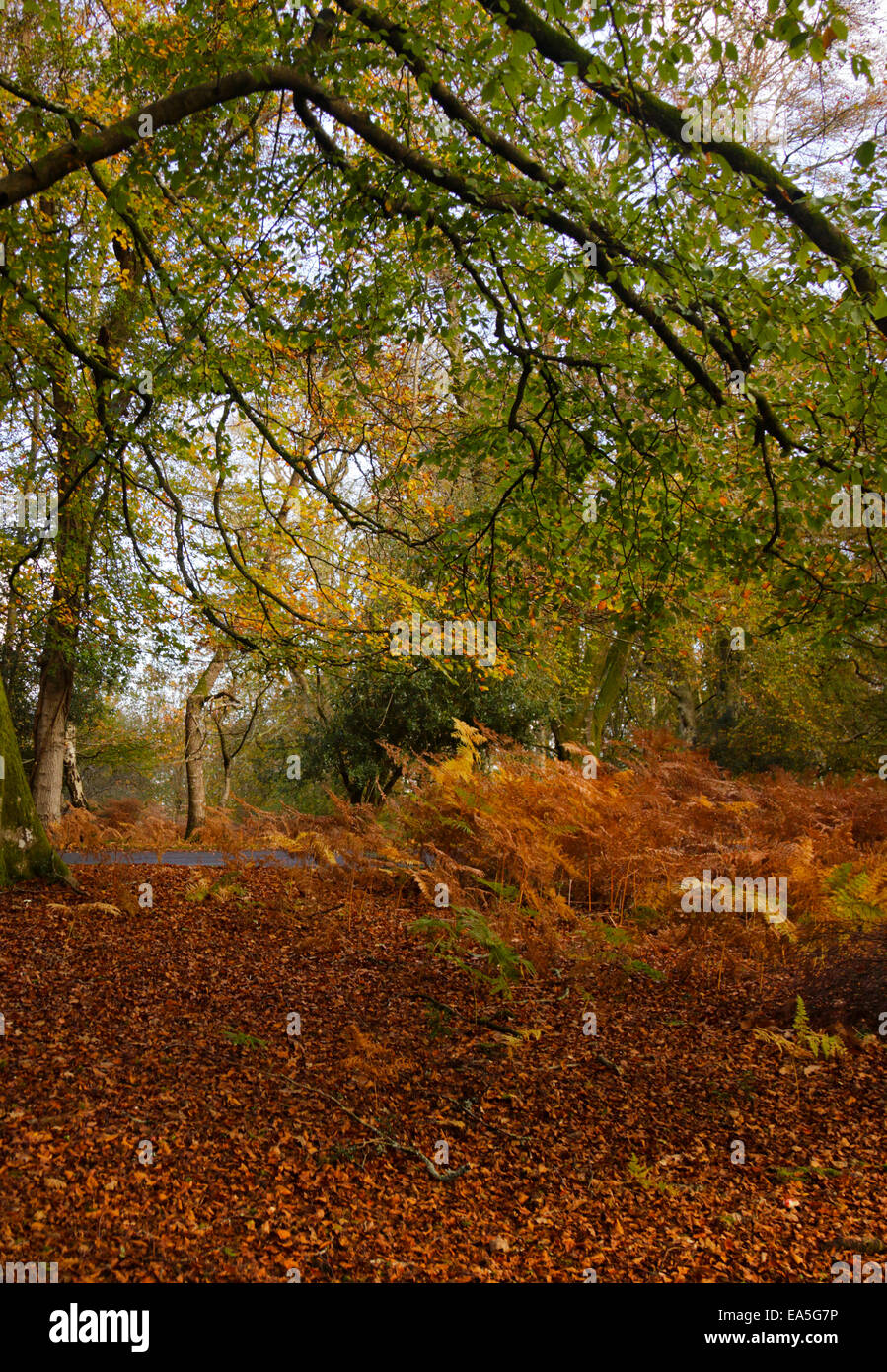 Autumn Colours in Bolderwood, The New Forest, Hampshire, England Stock Photo