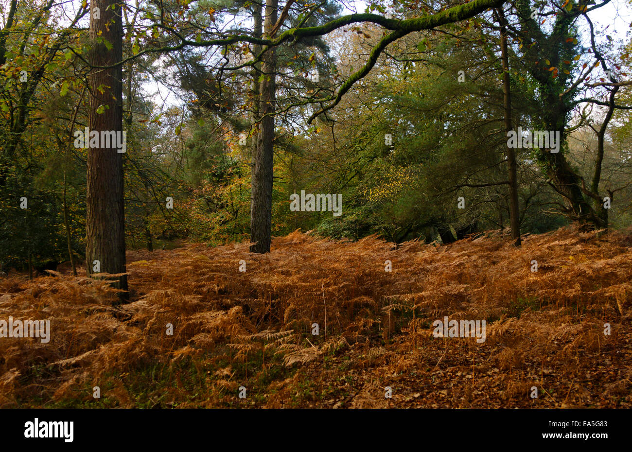 Autumn Colours in Bolderwood, The New Forest, Hampshire, England Stock Photo