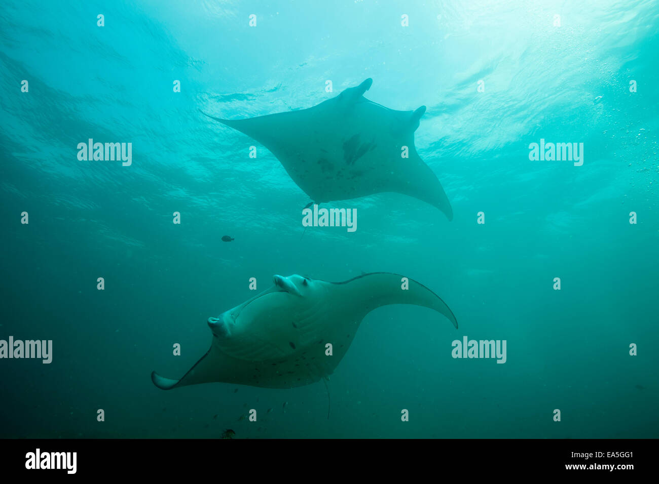 Oceania Micronesia Yap Reef Manta Rays Manta Alfredi Stock Photo Alamy