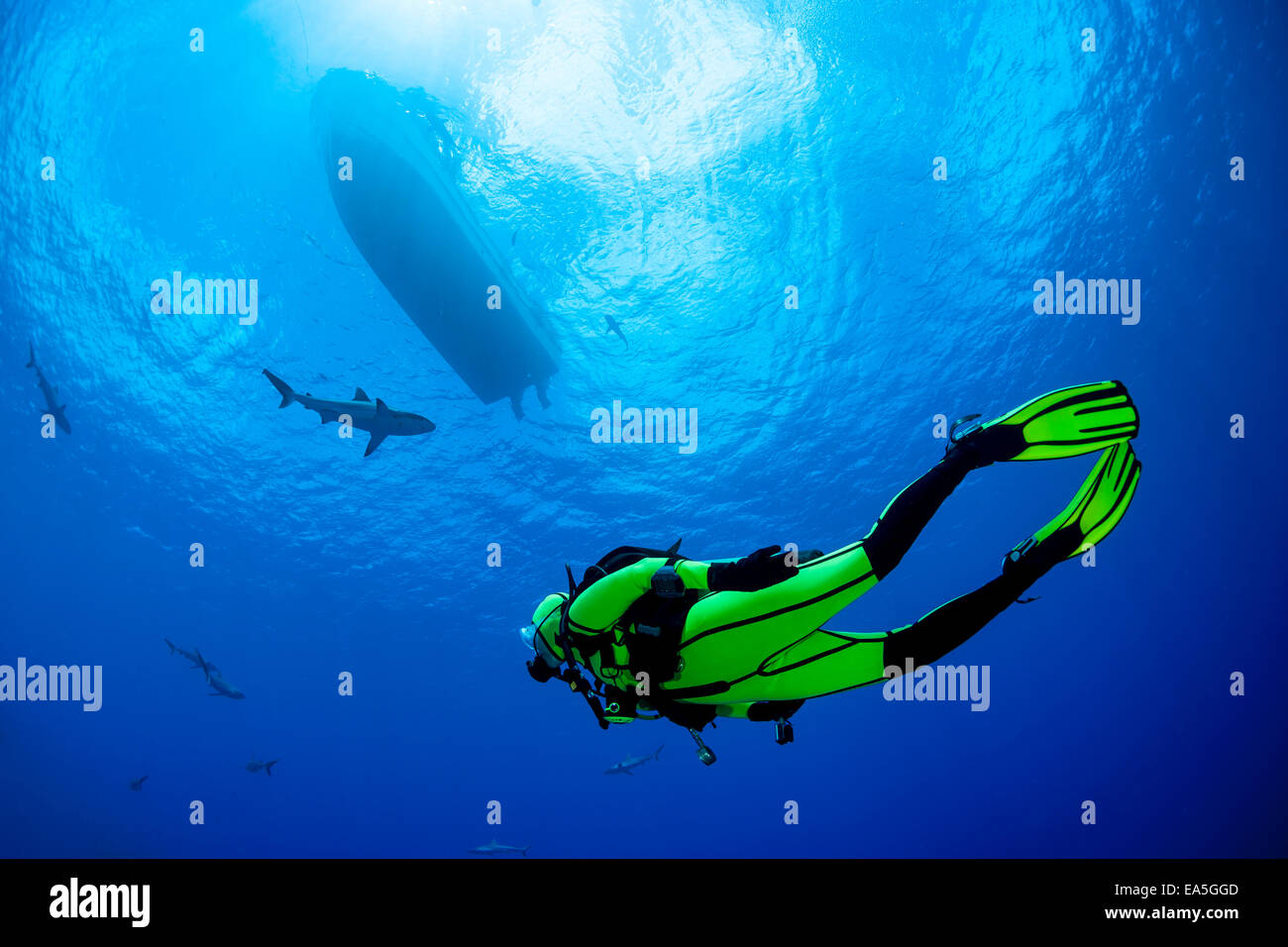 Oceania, Micronesia, Yap, Diver with grey reef sharks, Carcharhinus amblyrhynchos Stock Photo