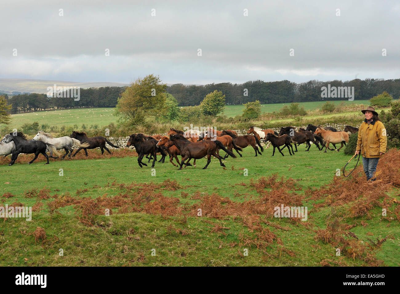 dartmoor pony drifts Stock Photo