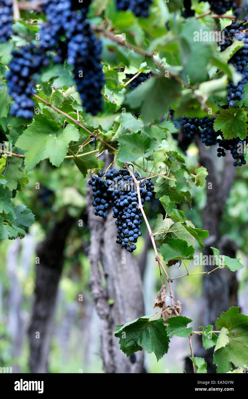 Argentina, Mendoza Province, Maipu, grape variety Syrah vine Stock Photo
