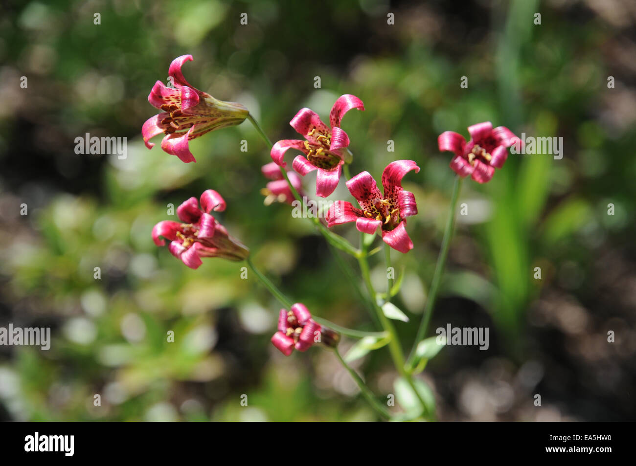 Sierra tiger lily Stock Photo Alamy