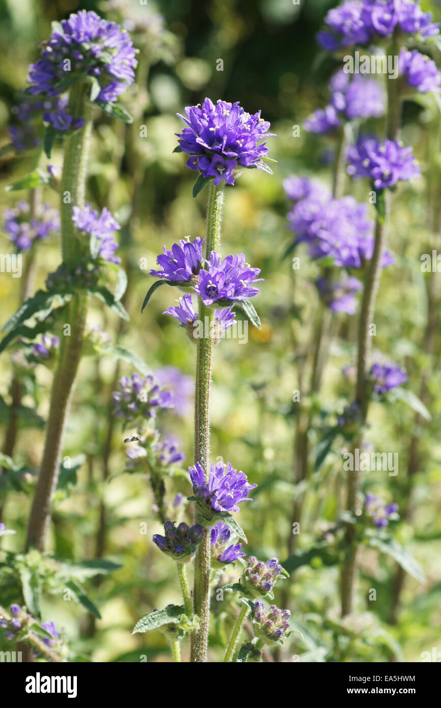 Bristly bellflower Stock Photo