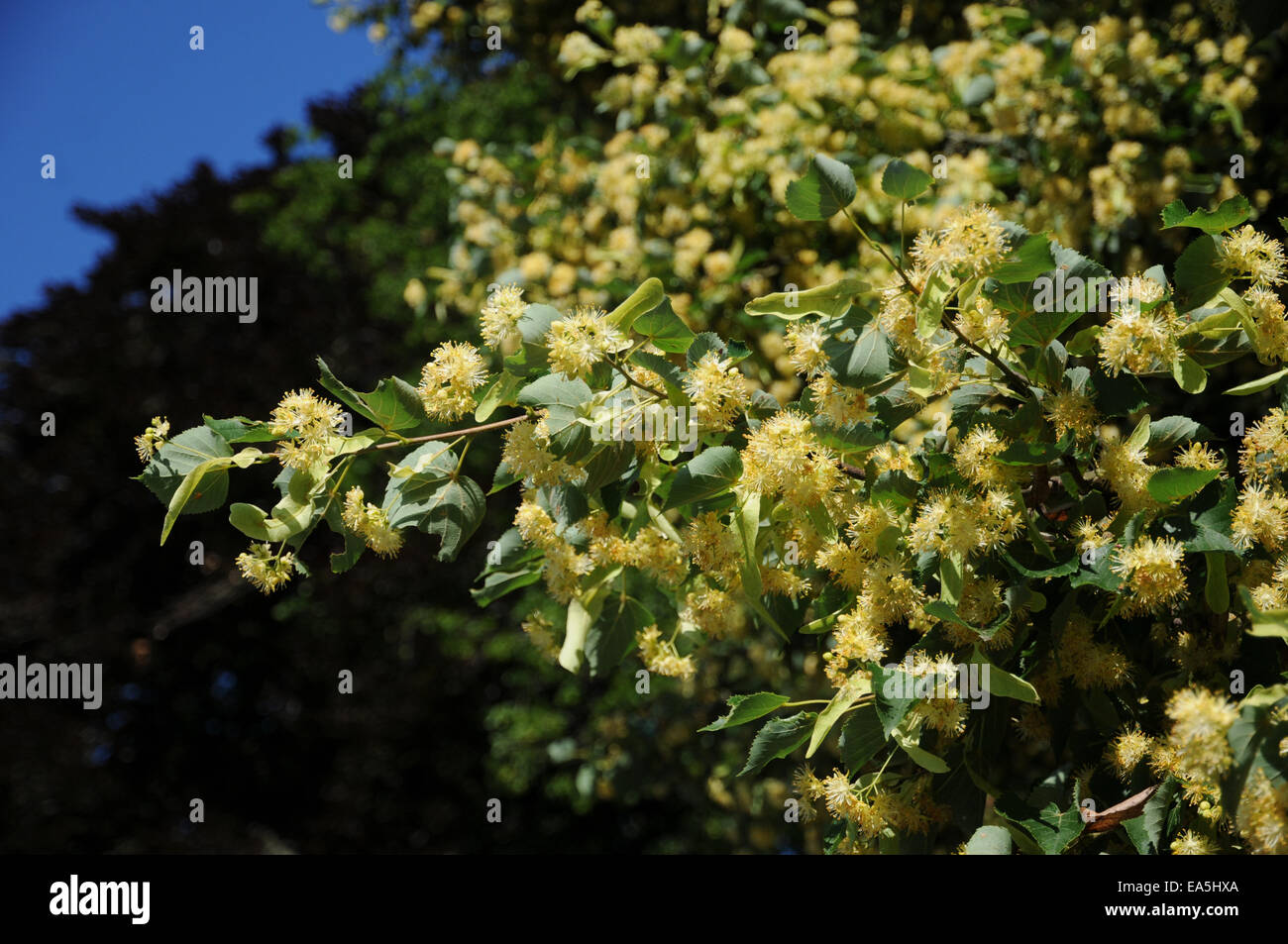 Small-leaved lime Stock Photo
