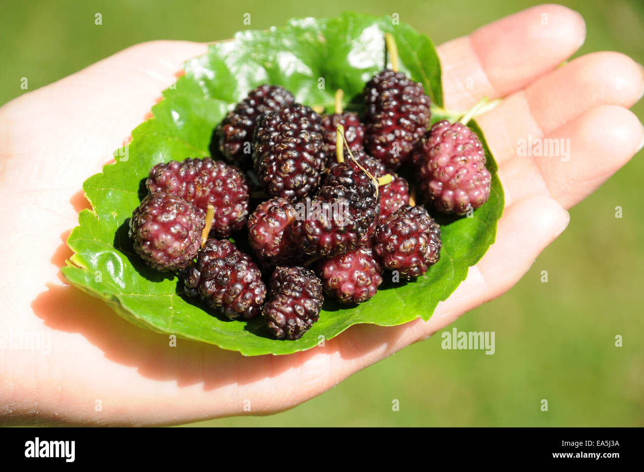 Black mulberry Stock Photo