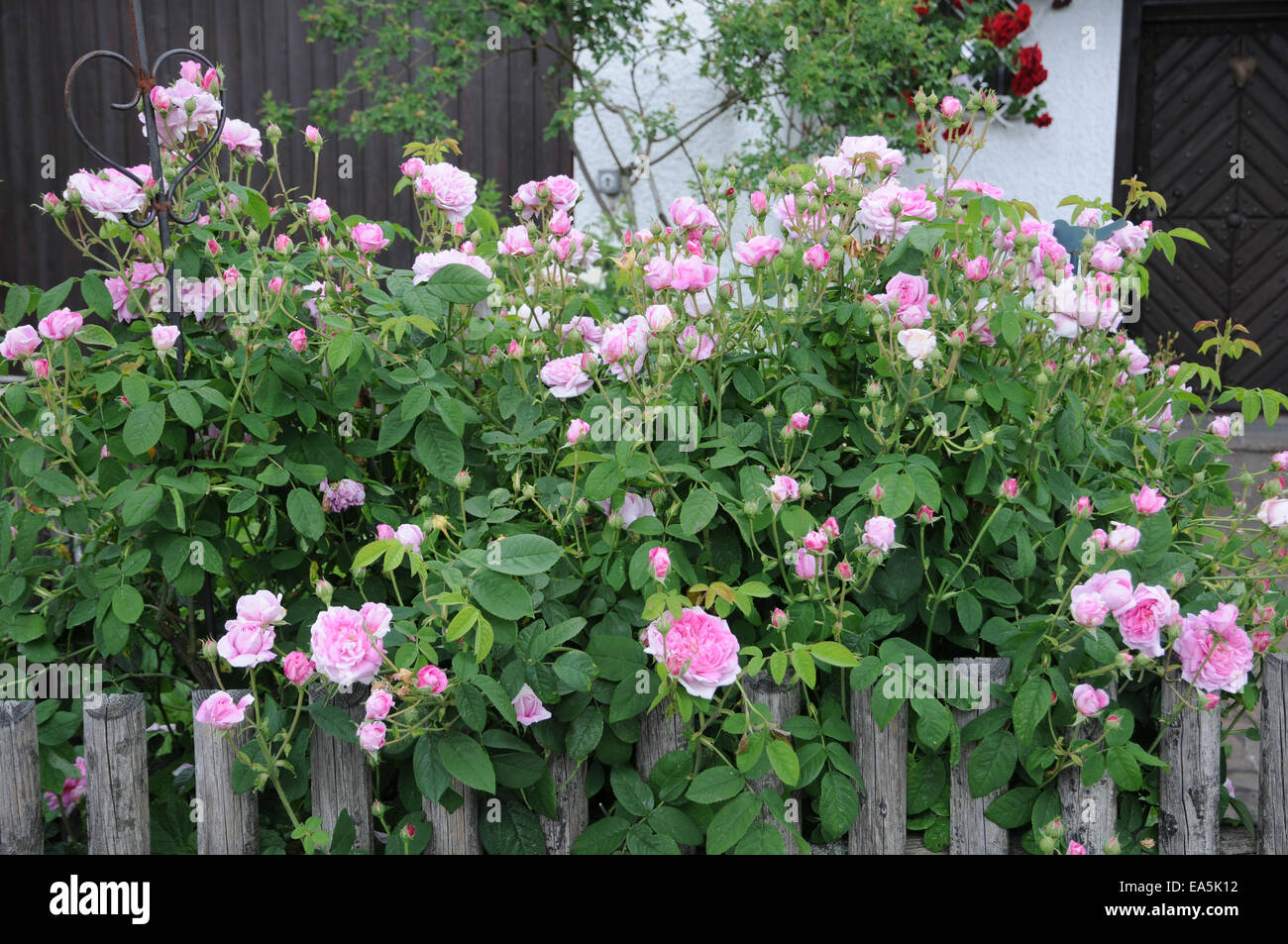 Provence rose Stock Photo