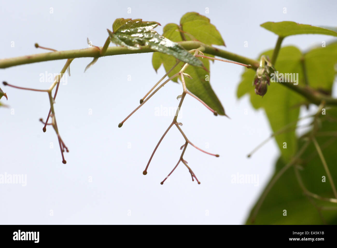 Japanese creeper hires stock photography and images Alamy