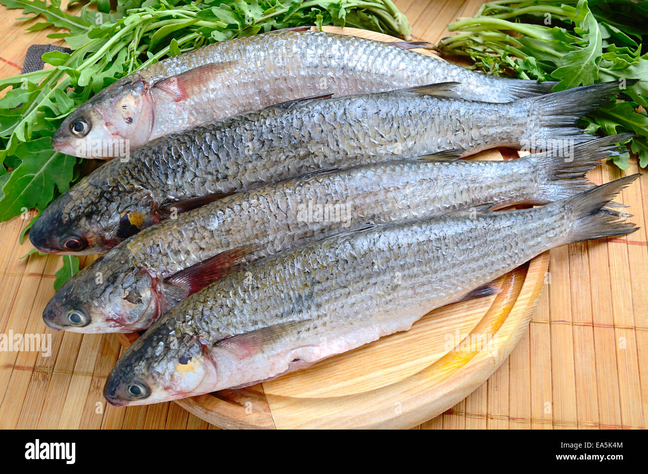Mullet fish sea hi-res stock photography and images - Alamy