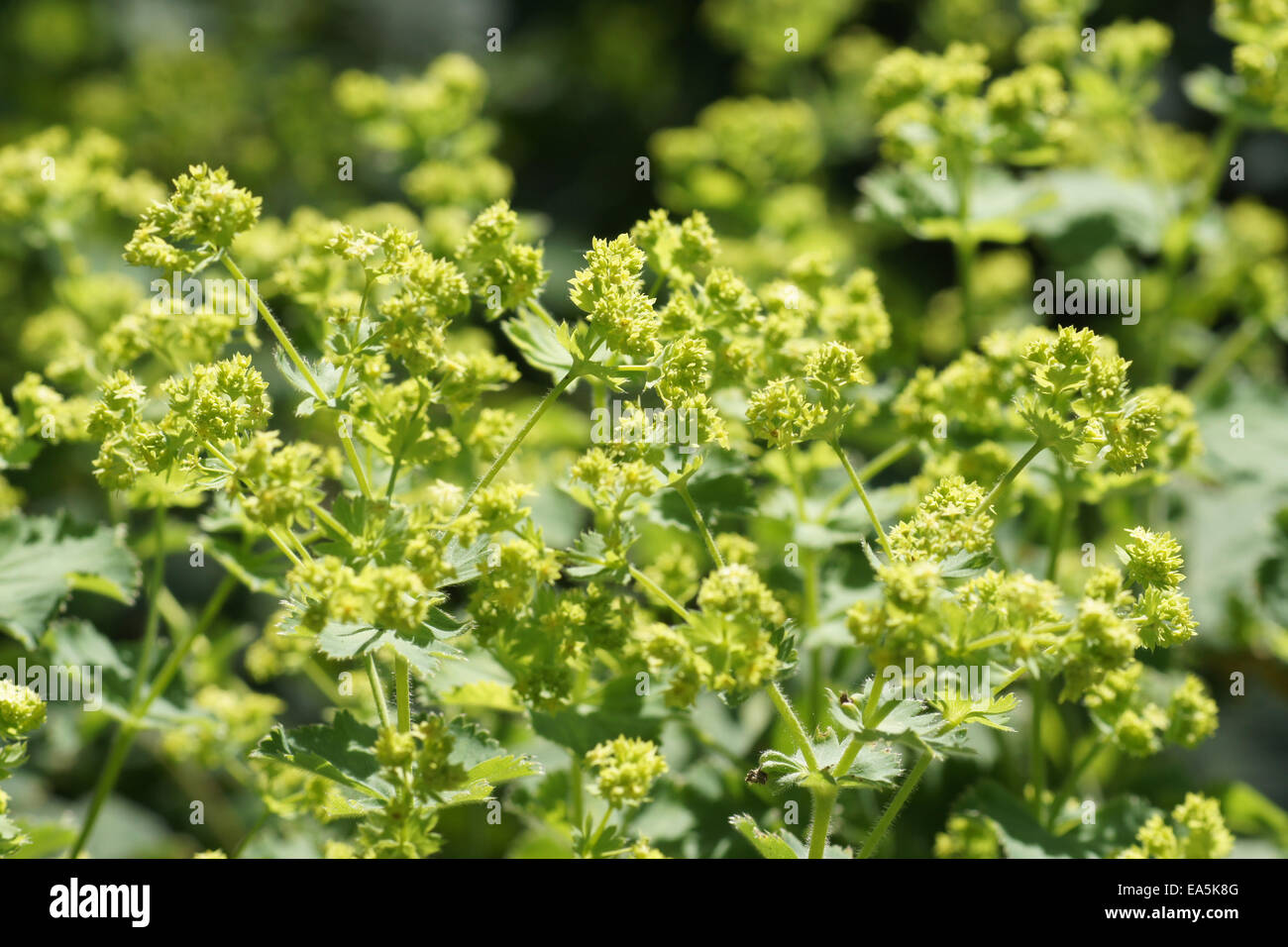 Ladies mantle flowers hi-res stock photography and images - Alamy