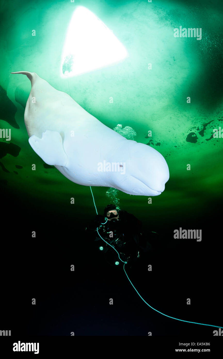 Russia, Arctic Circle Dive Centre, polar circle, ice diver with beluga ...
