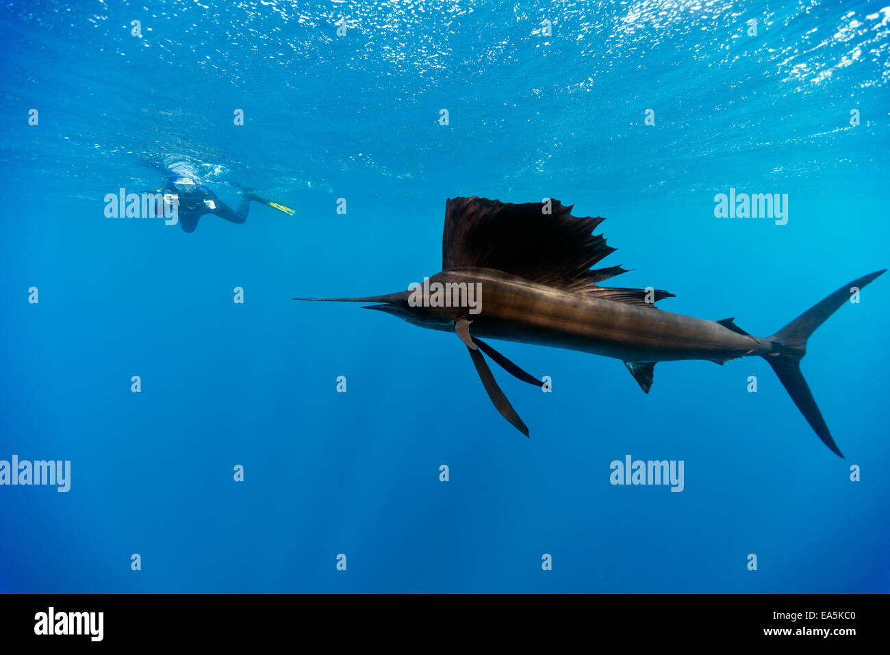 Mexico, Yucatan, Isla Mujeres, Caribbean Sea, Indo-Pacific sailfish, Istiophorus platypterus, and diver Stock Photo