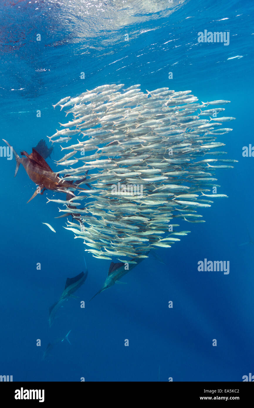 Mexico Yucatan Isla Mujeres Caribbean Sea Indo-Pacific sailfish Istiophorus platypterus hunting sardines Sardina pilchardus Stock Photo