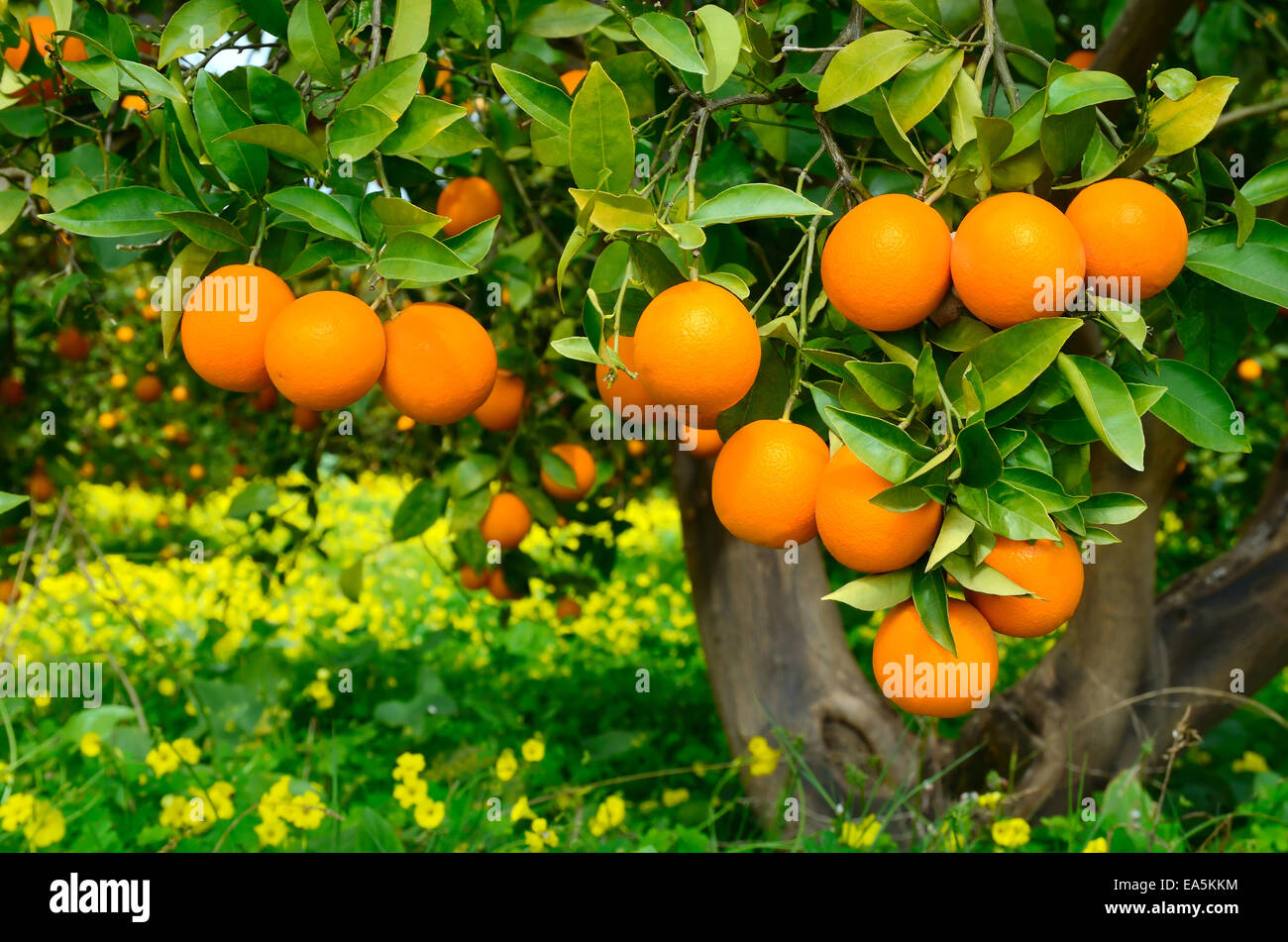 Tree with oranges Stock Photo Alamy