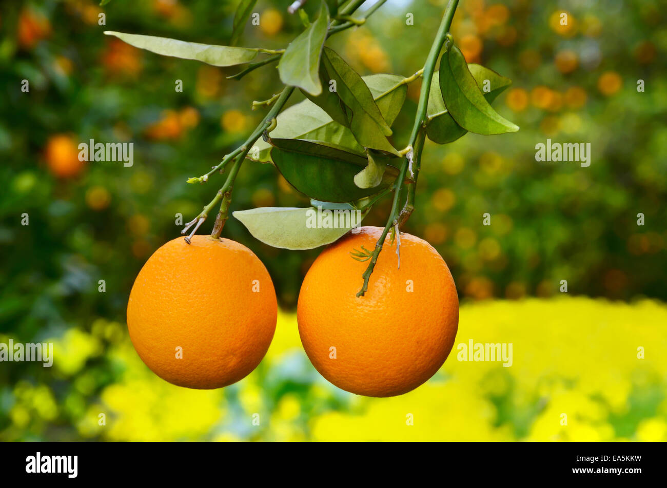 Two oranges on a tree stock photo alamy
