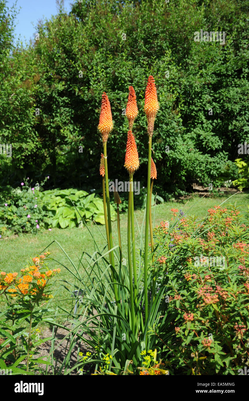 Torch lily hires stock photography and images Alamy