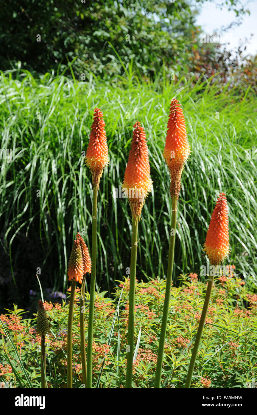 Torch lily hires stock photography and images Alamy