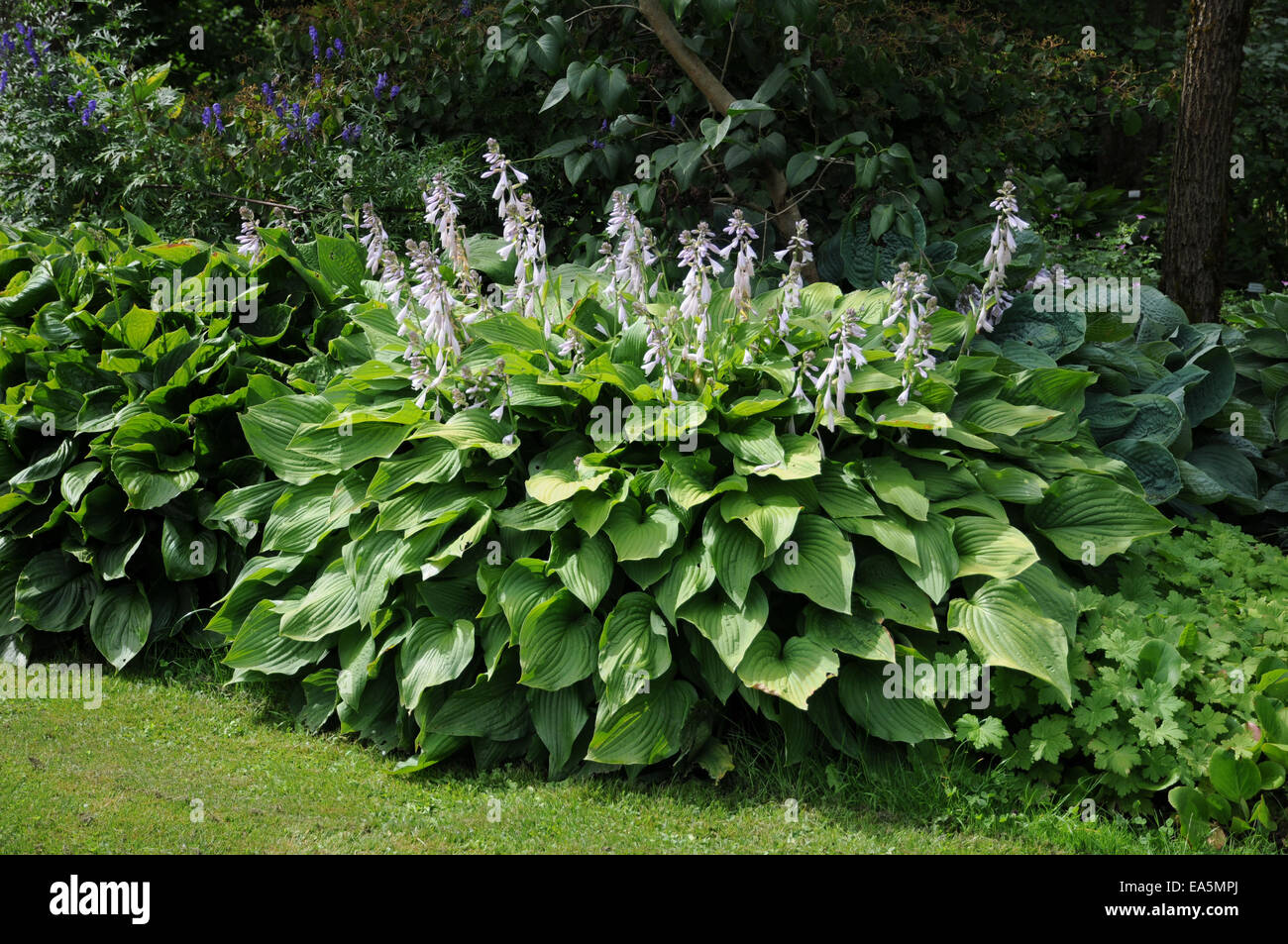 Hostas Stock Photo