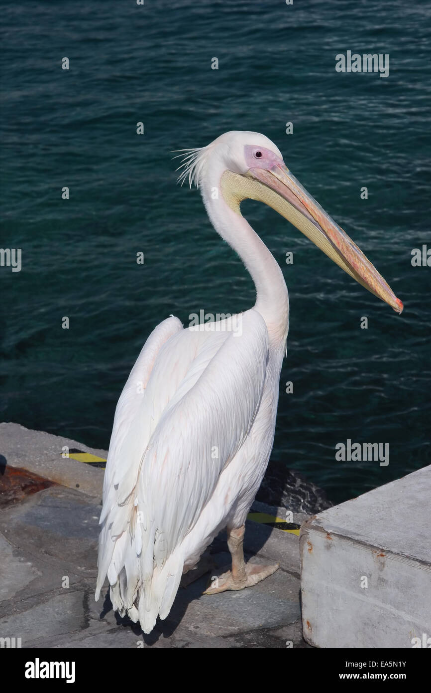 Pelican in Mykonos, Greece Stock Photo