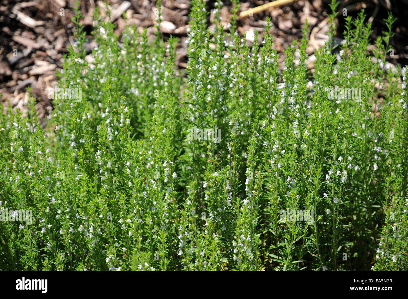 Summer savory Stock Photo