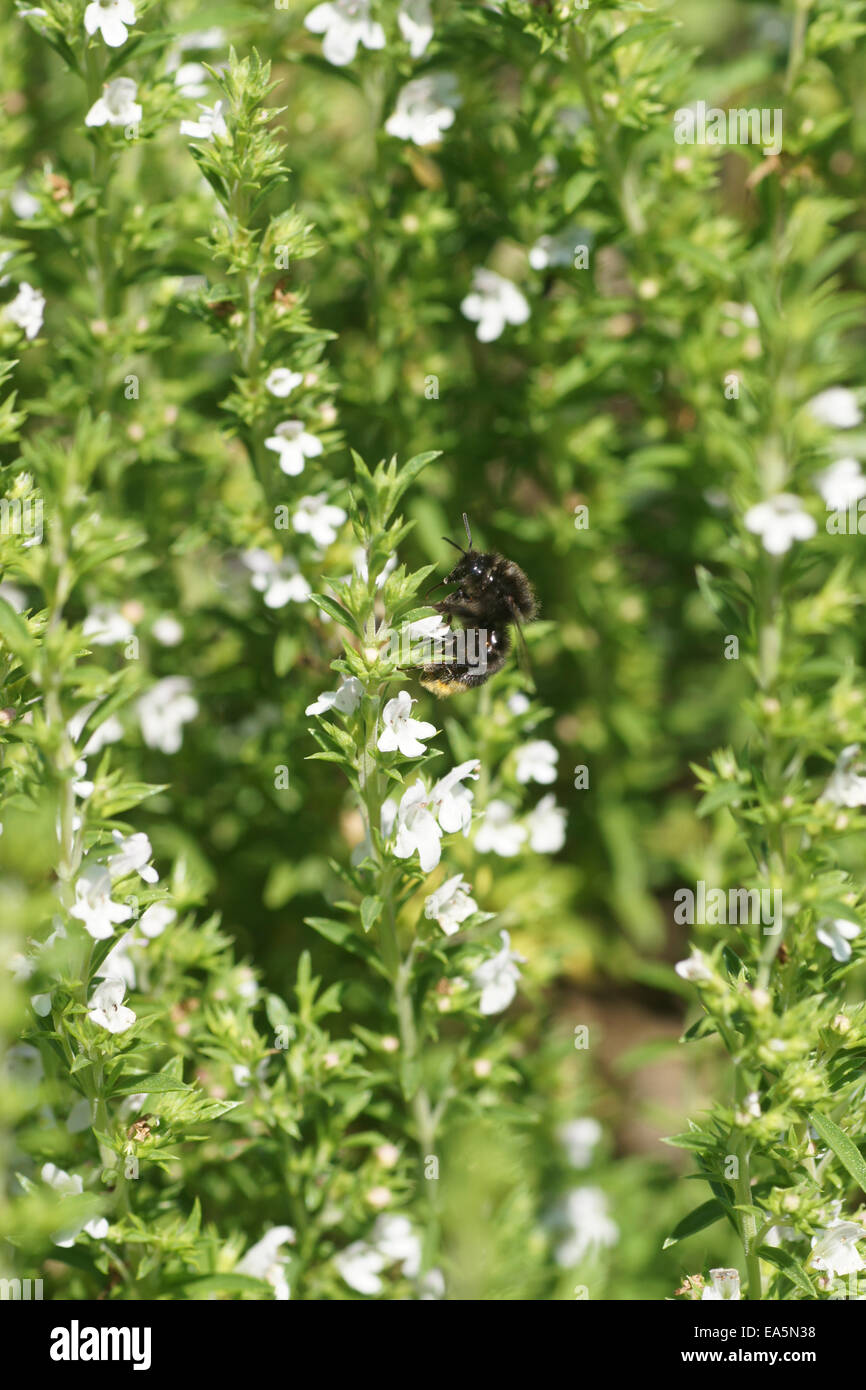 Summer savory Stock Photo